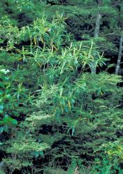 Veronica corriganii. Habit. Kaweka Range.
 Image: M.J. Bayly © Te Papa CC-BY-NC 3.0 NZ